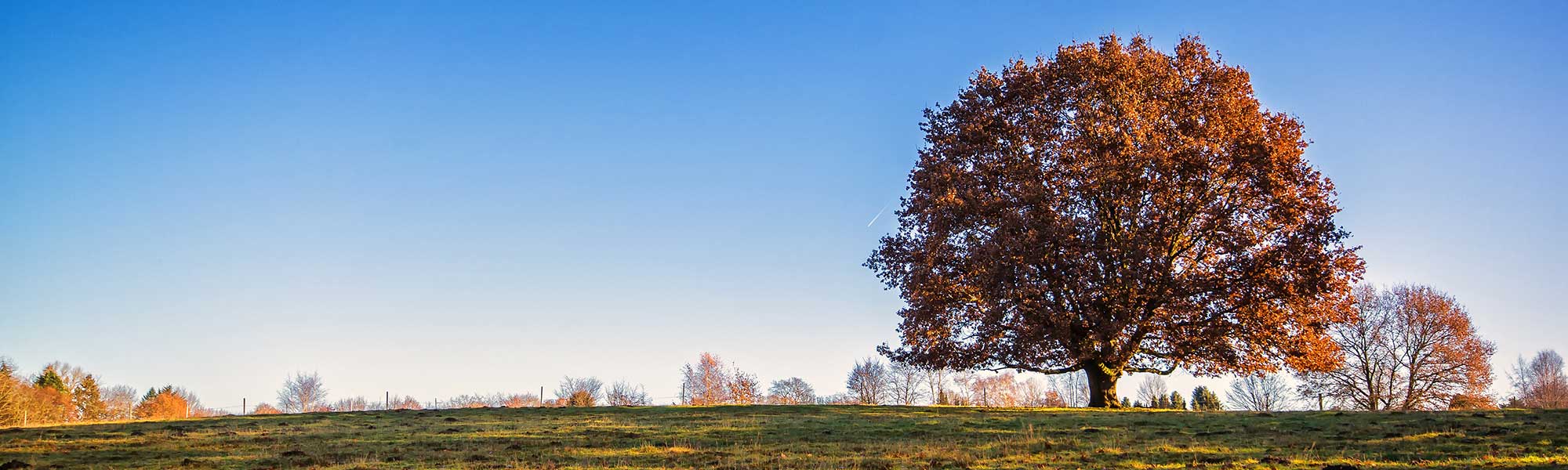 Integer adipiscing erat